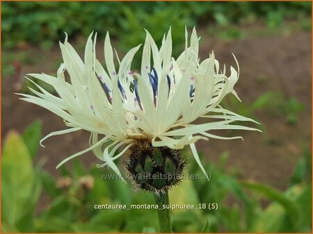 Centaurea montana &#39;Sulphurea&#39;