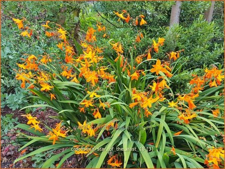 Crocosmia 'Star of the East'