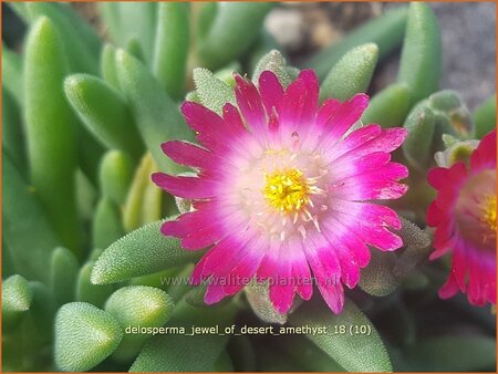 Delosperma 'Jewel of Desert Amethyst'
