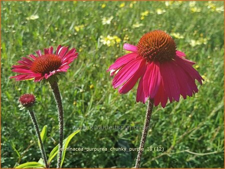 Echinacea purpurea 'Chunky Purple'