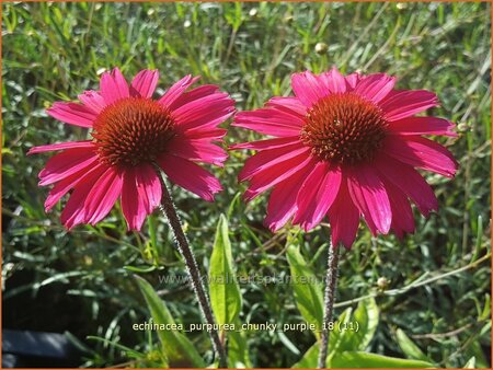 Echinacea purpurea 'Chunky Purple'
