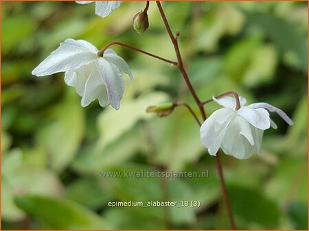 Epimedium &#39;Alabaster&#39;