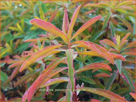 Euphorbia polychroma 'Purpurea'