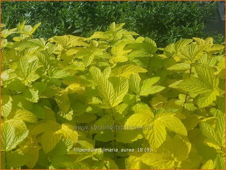 Filipendula ulmaria &#39;Aurea&#39;