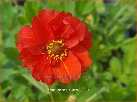 Geum &#39;Blazing Sunset&#39;