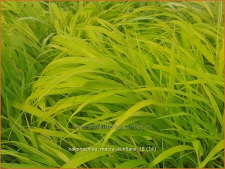 Hakonechloa macra &#39;Sunflare&#39;