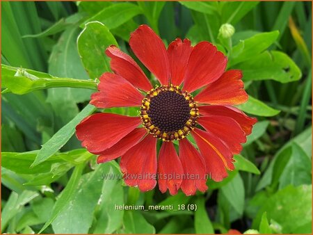 Helenium 'Meranti'
