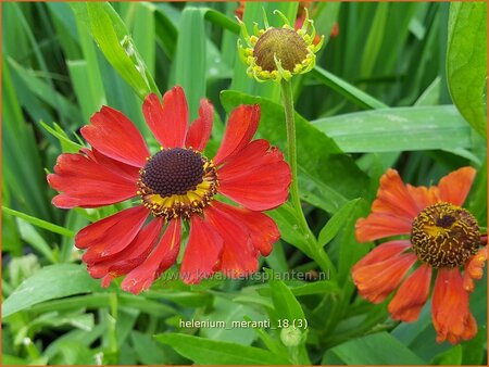 Helenium 'Meranti'