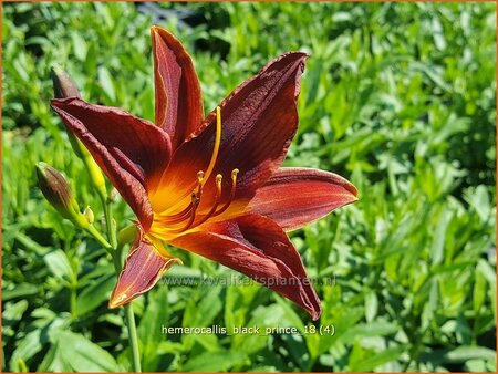 Hemerocallis &#39;Black Prince&#39;