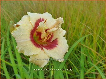 Hemerocallis &#39;Brilliant Circle&#39;