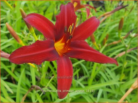 Hemerocallis &#39;Crimson Pirate&#39;