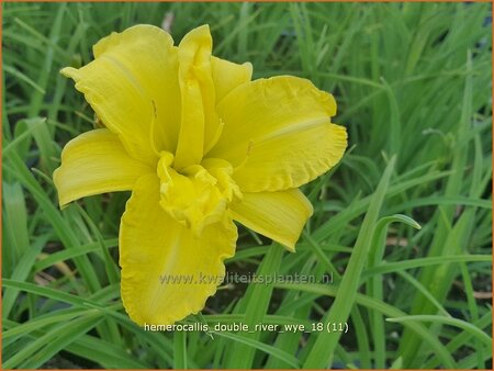 Hemerocallis &#39;Double River Wye&#39;