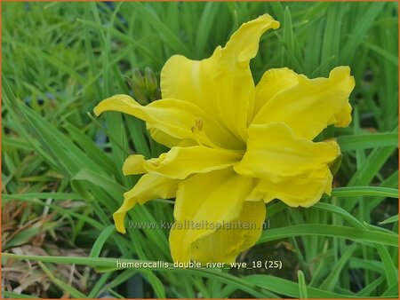 Hemerocallis &#39;Double River Wye&#39;