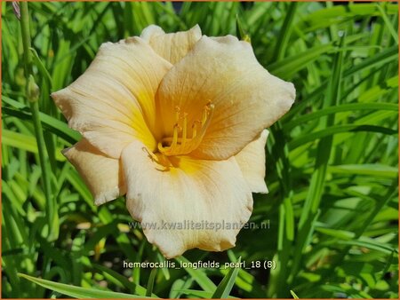 Hemerocallis &#39;Longfields Pearl&#39;