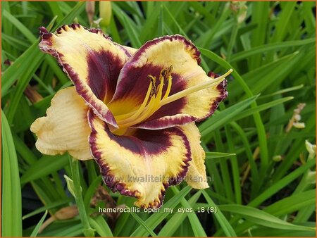 Hemerocallis &#39;Open My Eyes&#39;