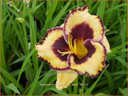 Hemerocallis &#39;Open My Eyes&#39;