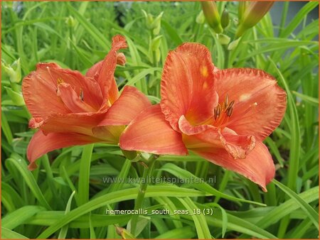 Hemerocallis &#39;South Seas&#39;