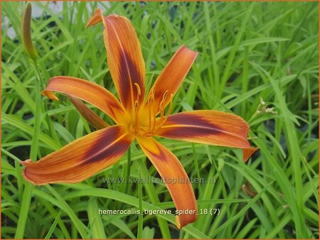 Hemerocallis &#39;Tigereye Spider&#39;