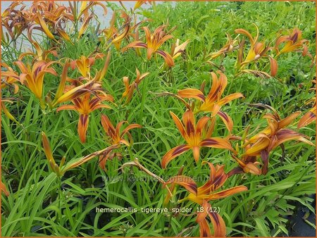 Hemerocallis &#39;Tigereye Spider&#39;