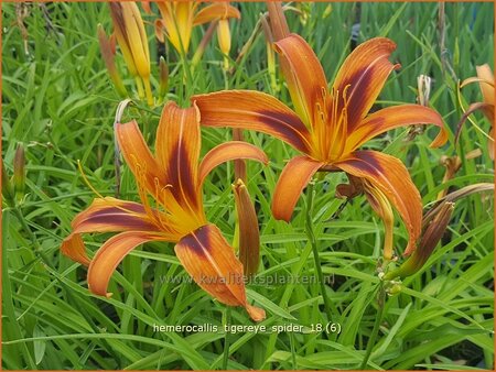 Hemerocallis &#39;Tigereye Spider&#39;