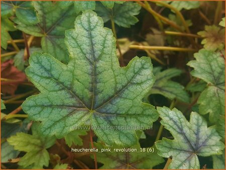 Heucherella 'Pink Revolution'