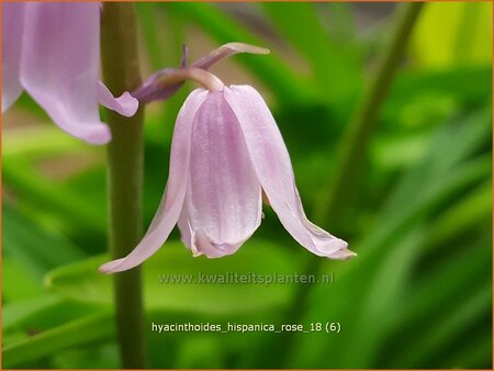Hyacinthoides hispanica &#39;Rose&#39;
