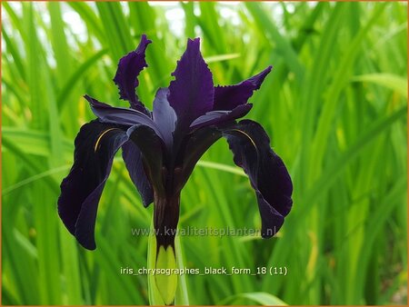 Iris chrysographes &#39;Black Form&#39;
