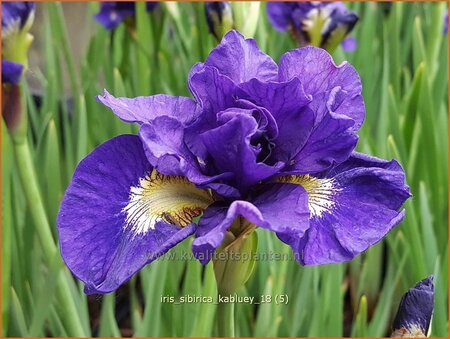 Iris sibirica &#39;Kabluey&#39;