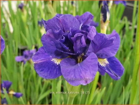 Iris sibirica &#39;Kabluey&#39;