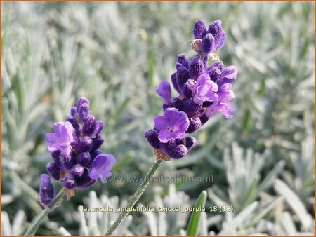 Lavandula angustifolia &#39;Twickel Purple&#39;