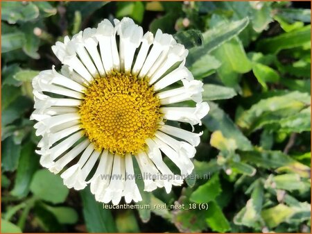 Leucanthemum &#39;Real Neat&#39;