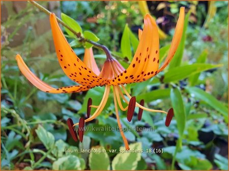 Lilium lancifolium var. splendens