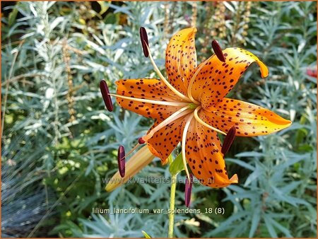 Lilium lancifolium var. splendens