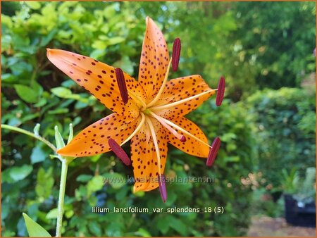 Lilium lancifolium var. splendens