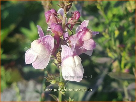 Linaria purpurea 'Dial Park'