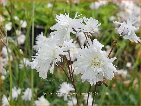 Lychnis flos-cuculi 'Petit Henri'