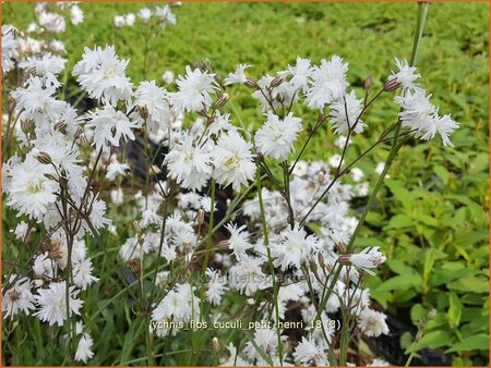 Lychnis flos-cuculi 'Petit Henri'