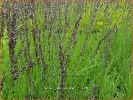 Molinia caerulea &#39;Torch&#39;