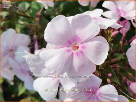 Phlox 'Monica Lynden-Bell'