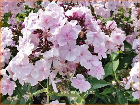 Phlox 'Monica Lynden-Bell'