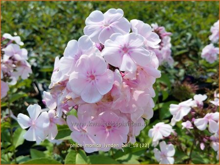 Phlox 'Monica Lynden-Bell'