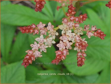 Rodgersia &#39;Candy Clouds&#39;