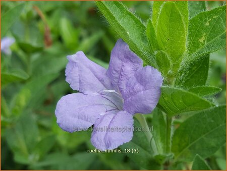 Ruellia humilis