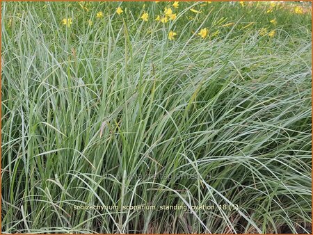 Schizachyrium scoparium &#39;Standing Ovation&#39;