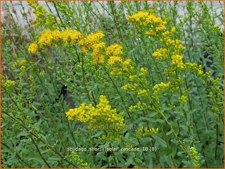 Solidago shortii &#39;Solar Cascade&#39;