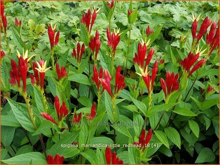 Spigelia marilandica &#39;Little Redhead&#39;