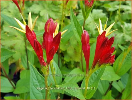 Spigelia marilandica &#39;Little Redhead&#39;