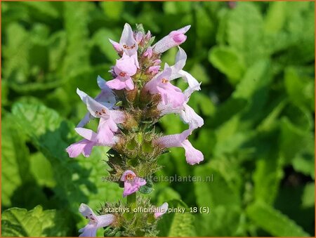 Stachys officinalis 'Pinky'