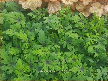 Tiarella &#39;Timbuktu&#39;