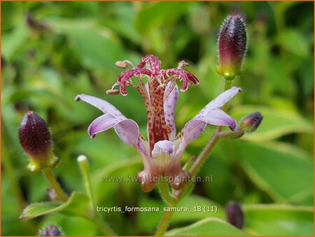 Tricyrtis formosana &#39;Samurai&#39;